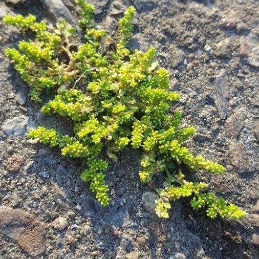 Herniaria glabra Leaf