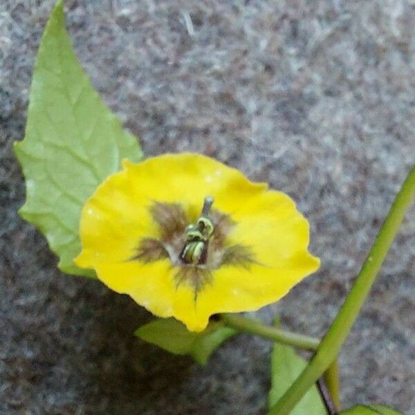 Physalis philadelphica ফুল