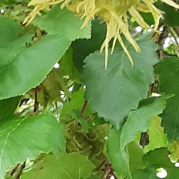 Corylus colurna 葉