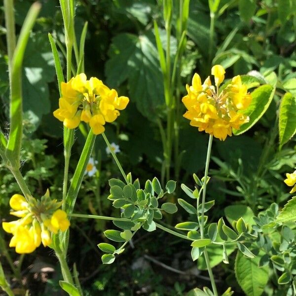 Coronilla coronata Çiçek