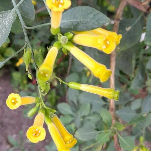 Nicotiana glauca Кветка