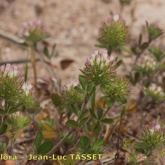 Trifolium lappaceum Hábito