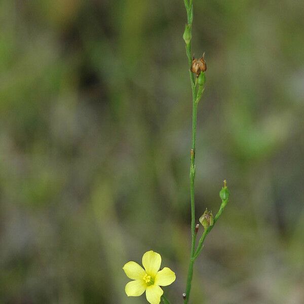 Linum sulcatum عادت