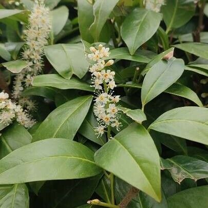 Prunus laurocerasus Blomst