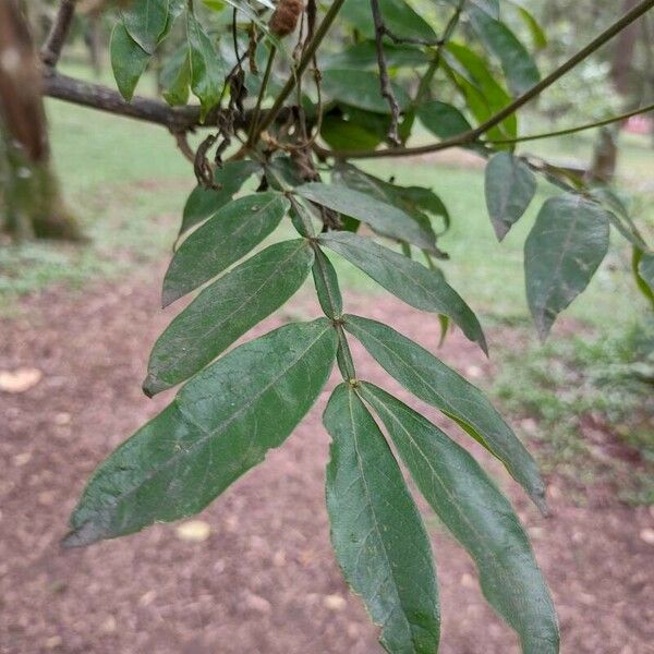 Inga edulis Hoja