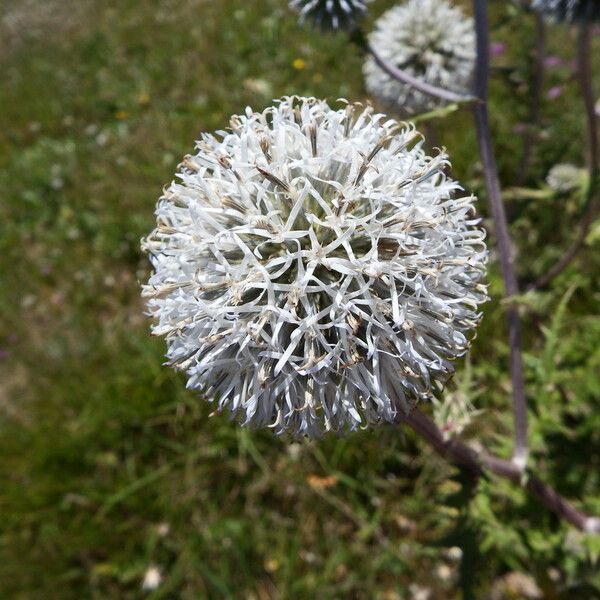 Echinops sphaerocephalus ফুল