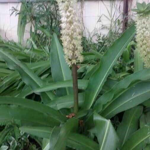 Eucomis autumnalis 花