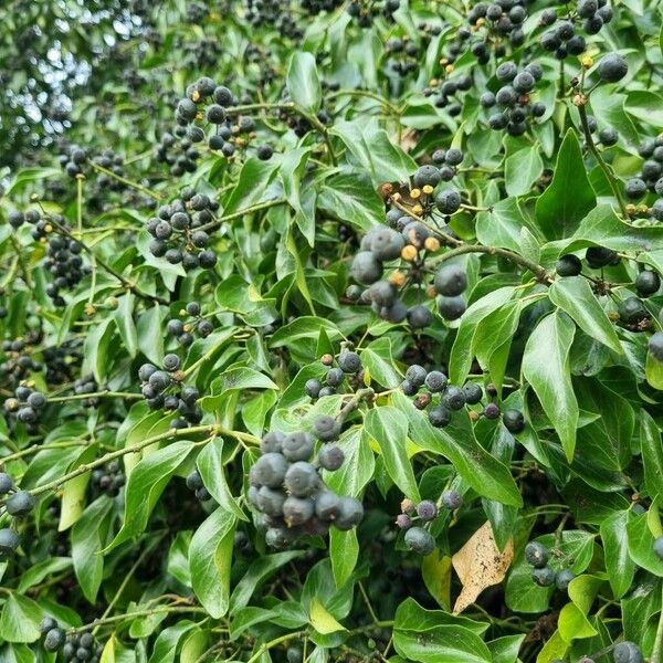 Hedera colchica Habit