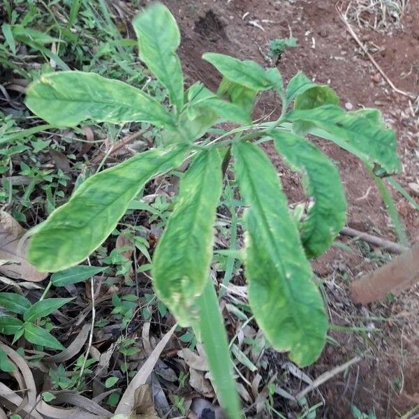 Arisaema dracontium Blad