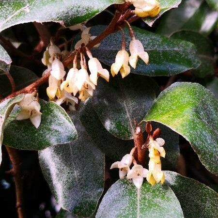 Elaeagnus macrophylla Kukka