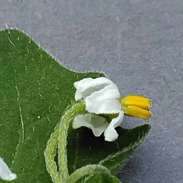 Solanum villosum Flower