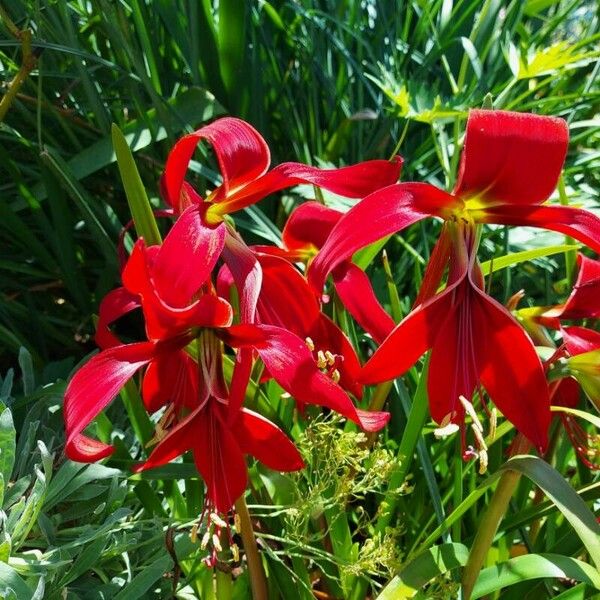 Sprekelia formosissima Cvet