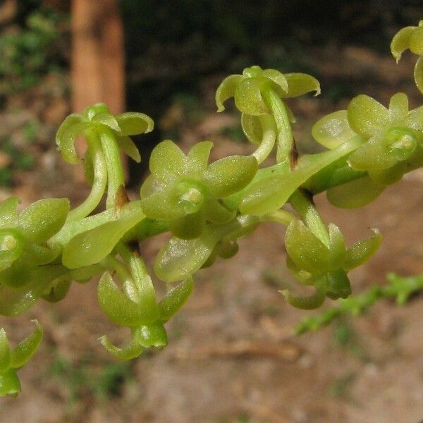 Diaphananthe vesicata Floare