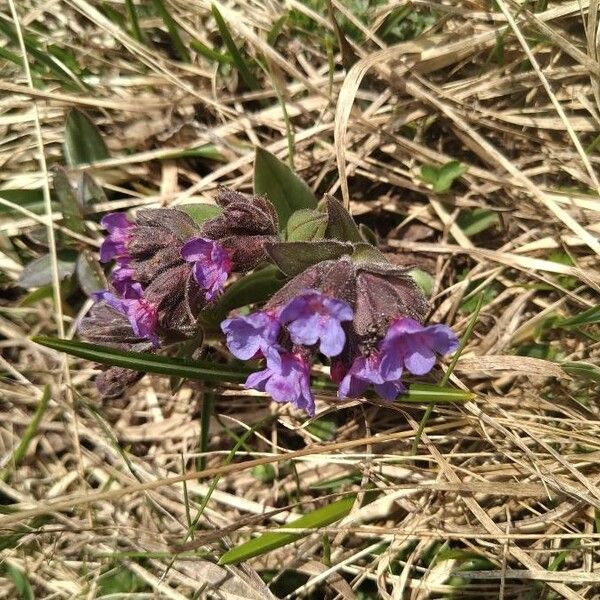 Pulmonaria angustifolia Flower