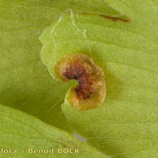 Adiantum raddianum Other