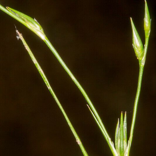 Juncus bufonius 果実