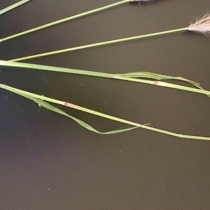 Tetrapogon roxburghiana Leaf