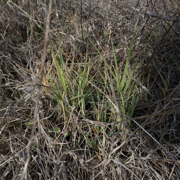 Distichlis spicata Hábito