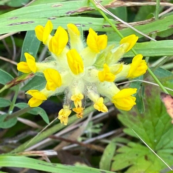 Anthyllis vulneraria Floare