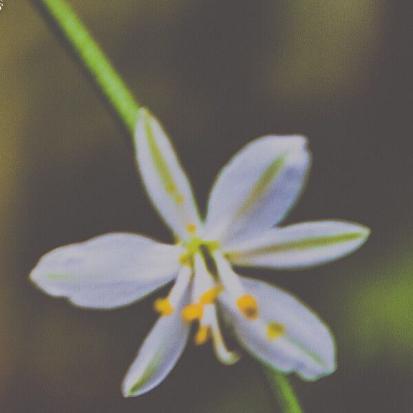 Chlorophytum comosum Blüte