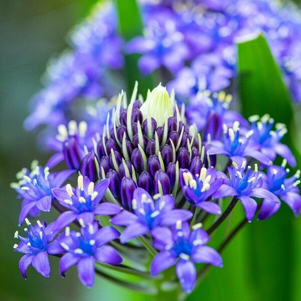 Scilla peruviana Flor