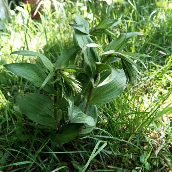 Epipactis helleborine Blatt