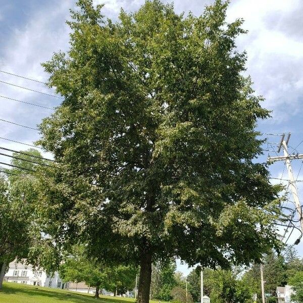 Tilia cordata Habit