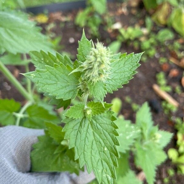 Nepeta cataria Fleur