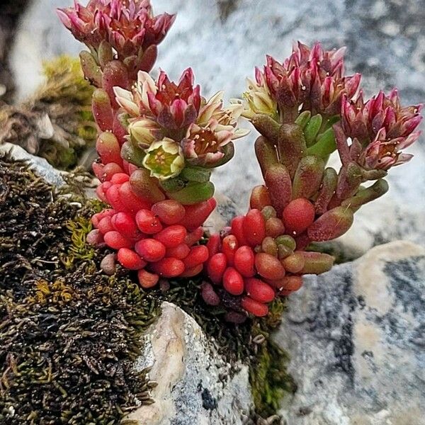 Sedum atratum Flower