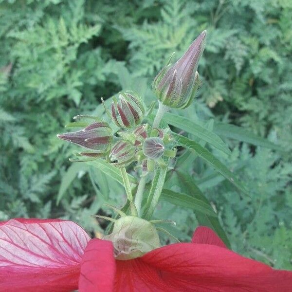 Abelmoschus moschatus Květ