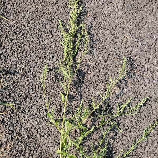 Chenopodium berlandieri Lehti