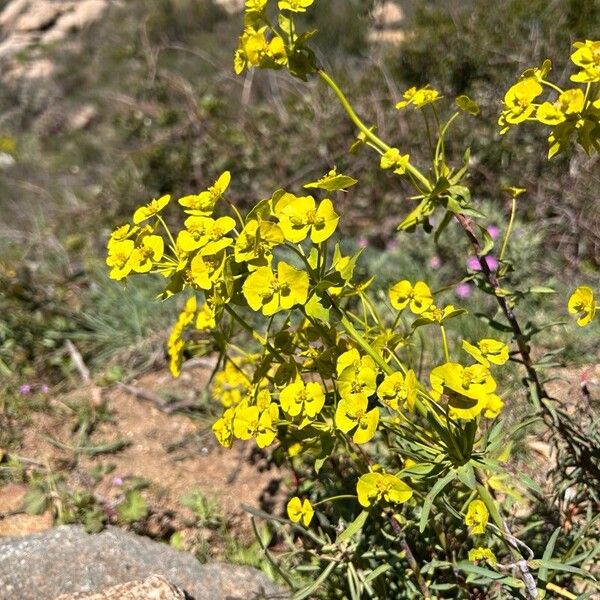 Euphorbia biumbellata Kwiat