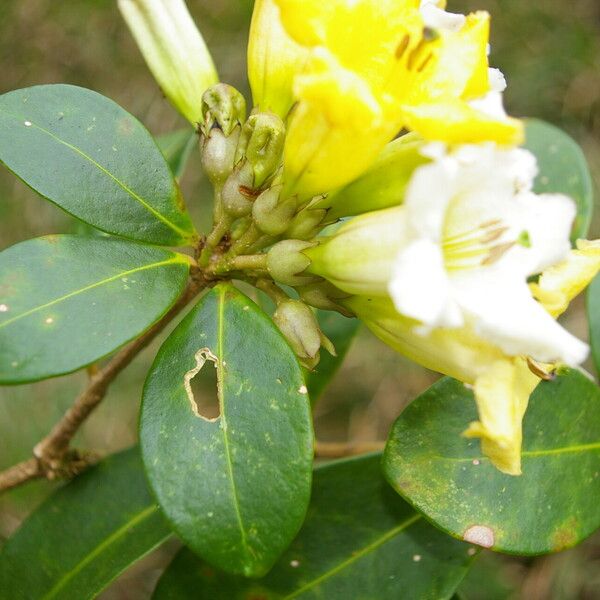 Schultesianthus leucanthus Flor
