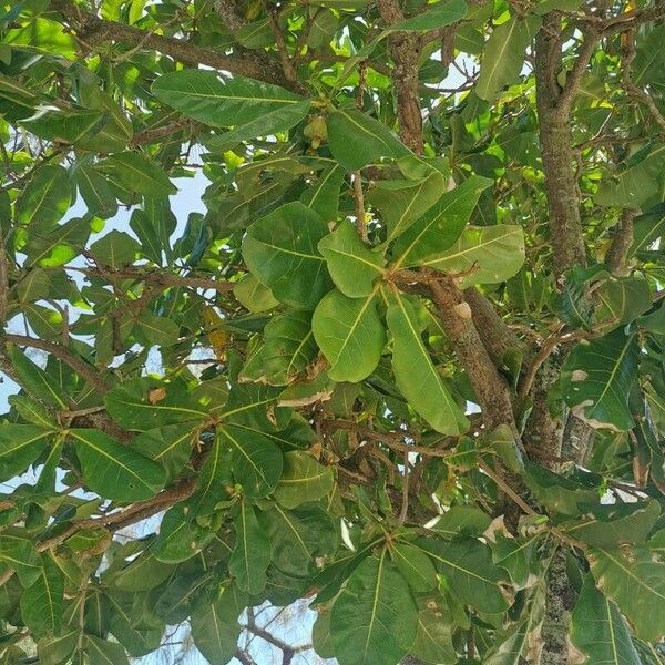 Barringtonia asiatica पत्ता