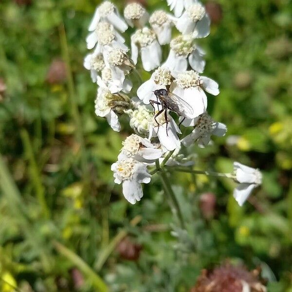 Achillea clavennae Flor