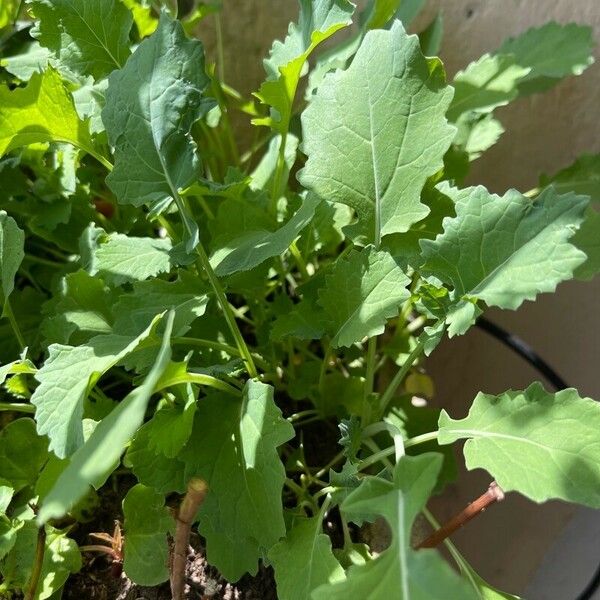 Brassica rapa Leaf