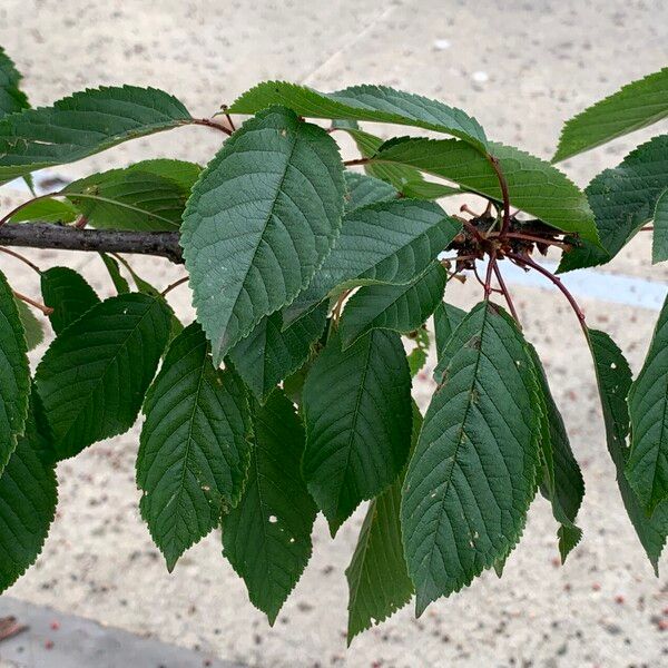 Prunus avium Leaf