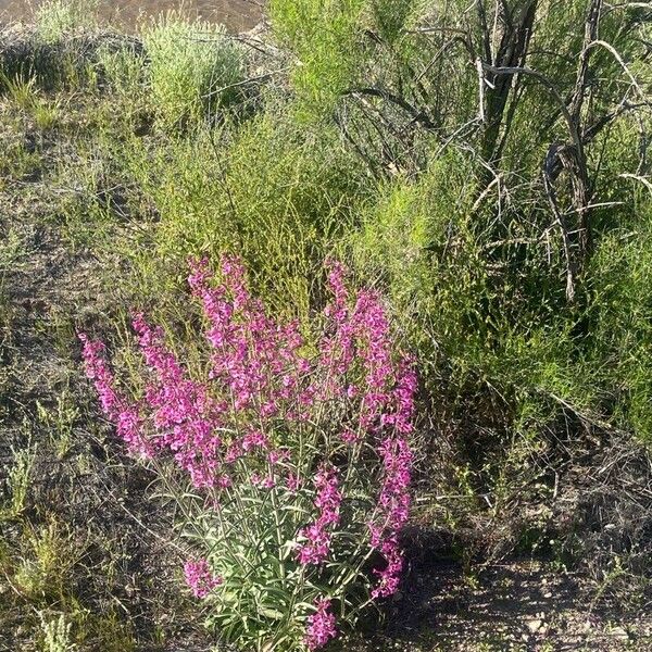 Penstemon parryi Blüte