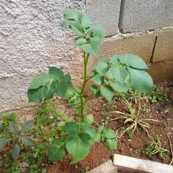 Solanum tuberosum Fuelha