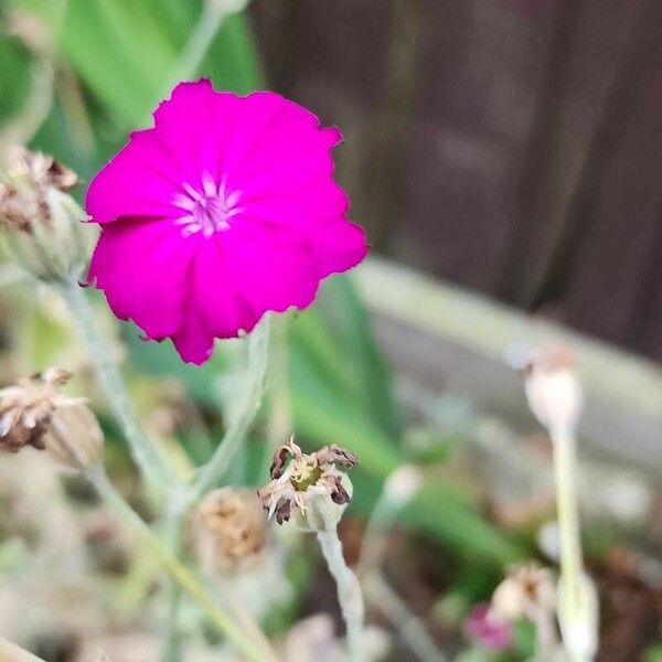 Silene coronaria Kvet