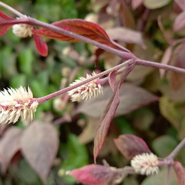 Alternanthera brasiliana Кветка