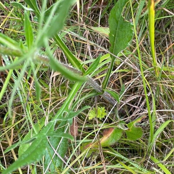 Knautia arvensis Leaf