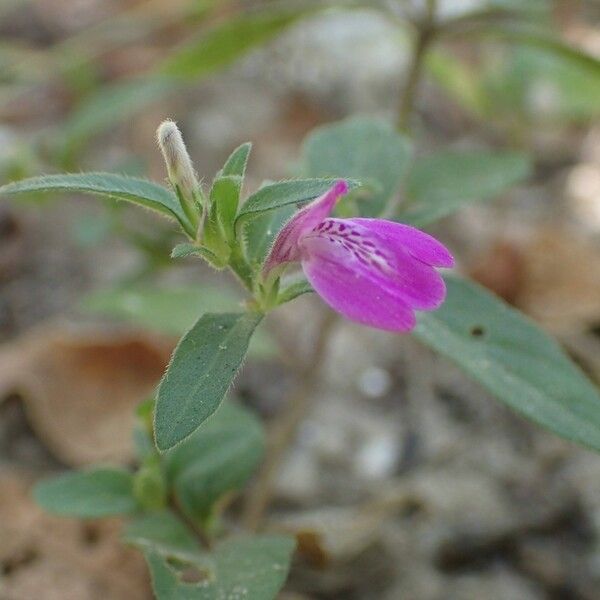 Justicia ladanoides Blüte