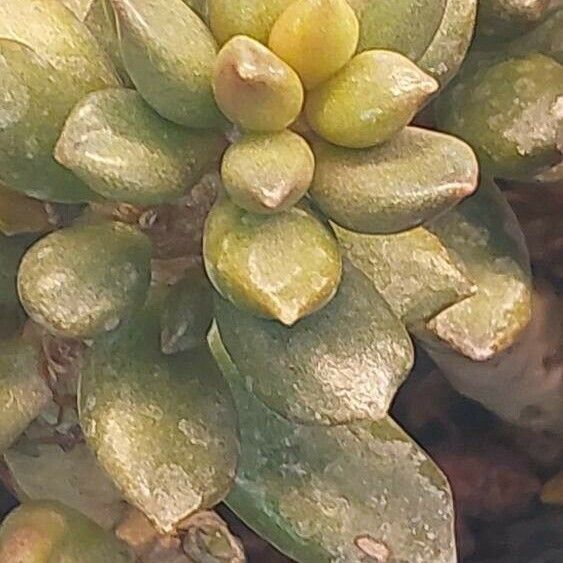 Adromischus schuldtianus Leaf