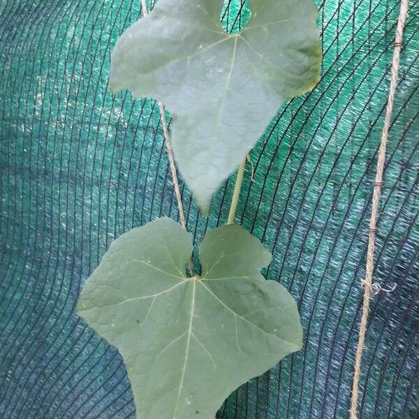 Luffa aegyptiaca 葉