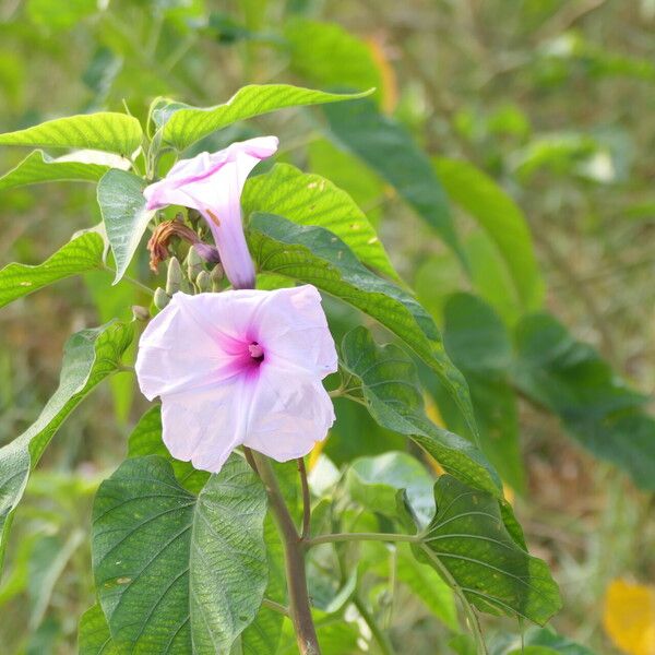 Ipomoea carnea പുഷ്പം