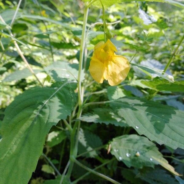 Impatiens noli-tangere Blodyn