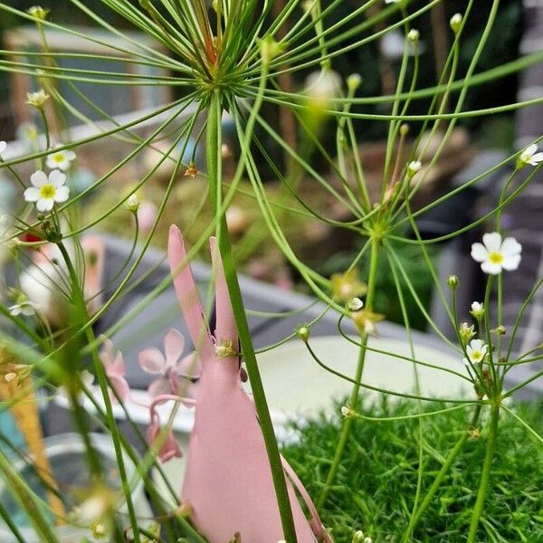 Androsace septentrionalis Flower