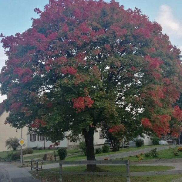 Acer rubrum Habit