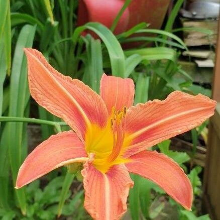 Hemerocallis fulva Flor